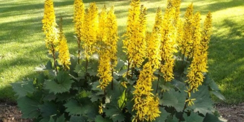 Buzulnik sibirski: fotografija i opis